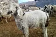 تولد حیوان وحشتناکی که حاصل جفت گیری گوسفند ماده و سگ نر است/ عکس