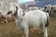 تصاویری تهوع آور از  زنان و مردان در مسابقه پرتاب پشکل با دهان
