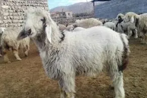 قیمت دام زنده امروز شنبه ۱۳ دی ۱۴۰۴