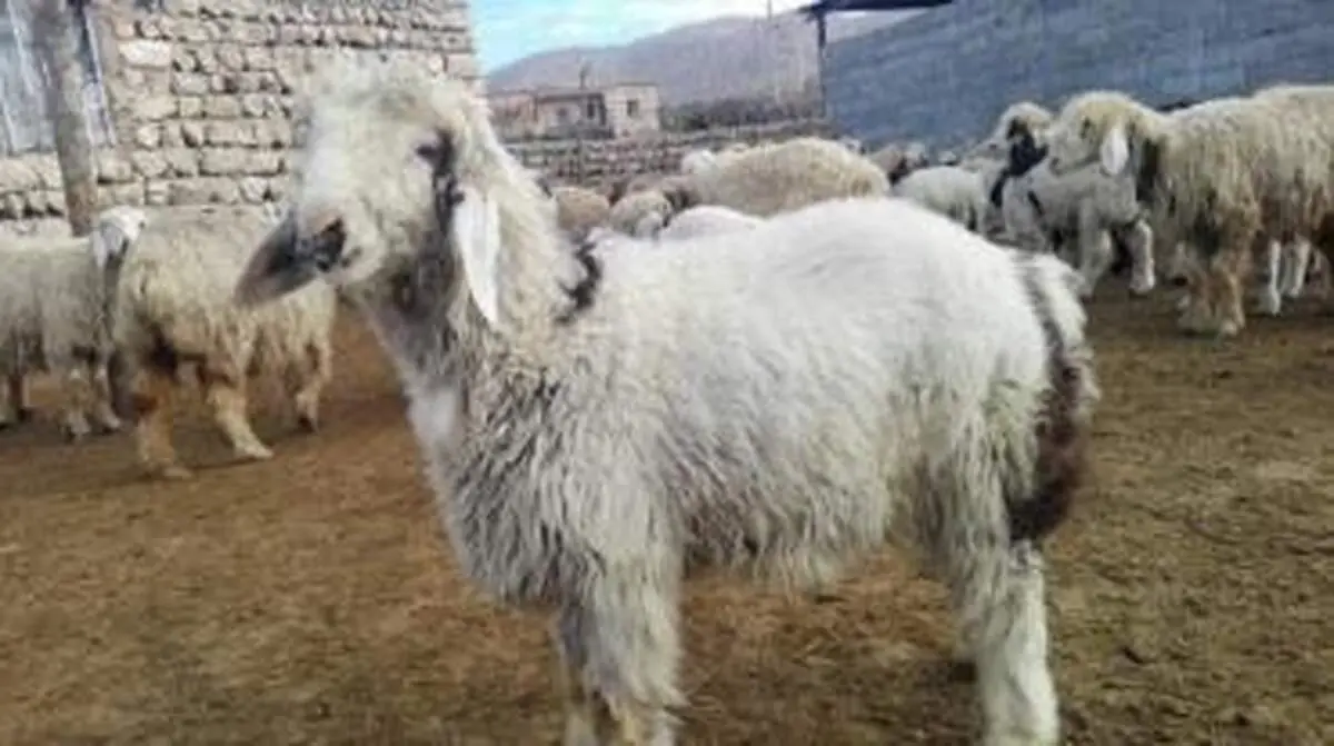 این موجود ترسناک حاصل ازدواج خوک با گوسفند است/ عکس