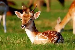 با شنیدن قیمت گوشت آهو در تهران سکته می کنید!