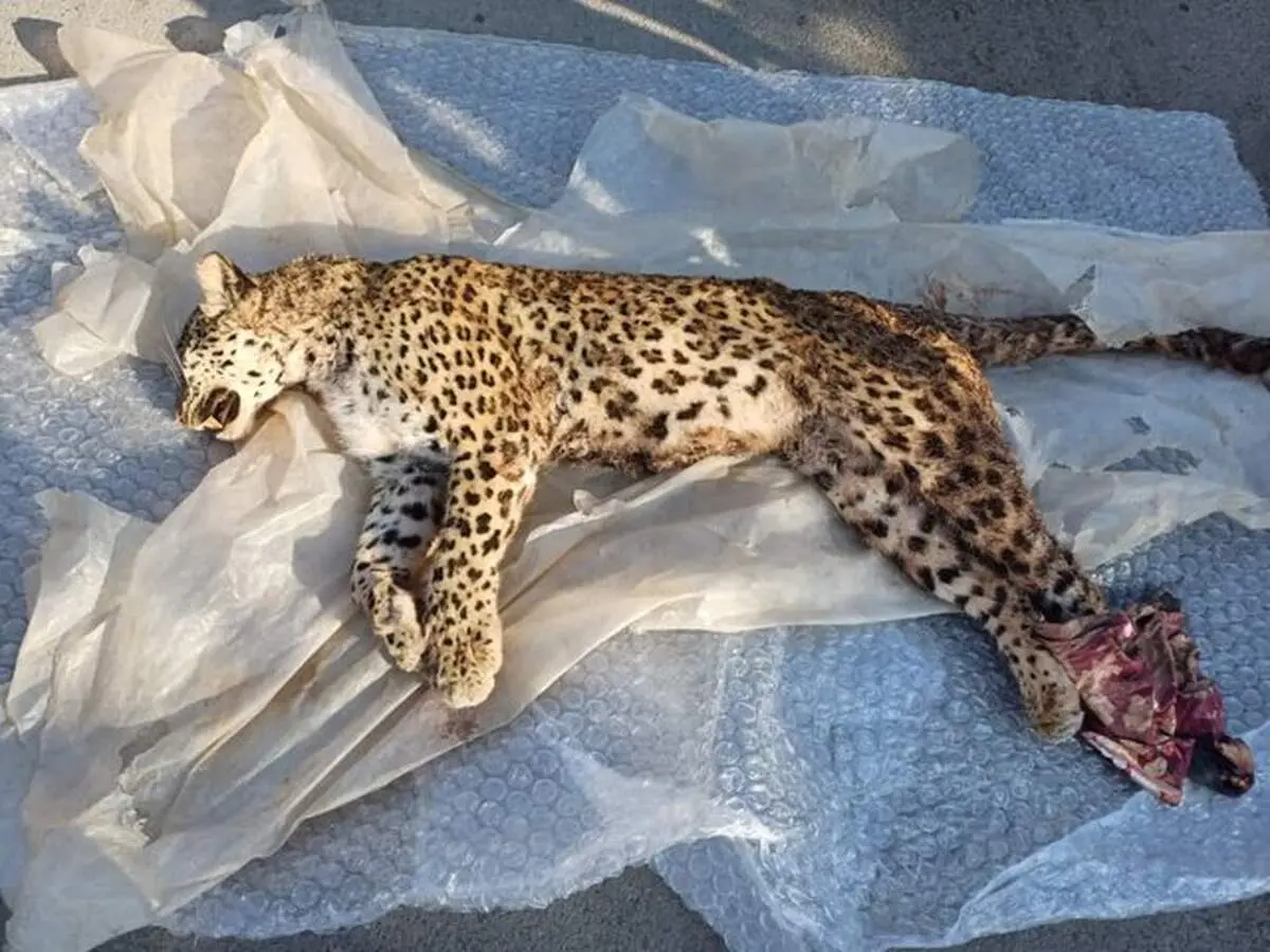ماجرای تلف شدن پلنگ در ساری چه بود؟ 