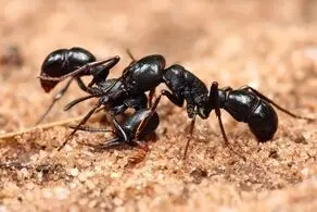 زیر زمین چه خبر است؛ اسراری شگفت انگیز درباره لانه مورچه‌ها
