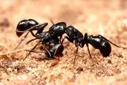 از چشمان این دختر بچه بیچاره مورچه مرده بیرون می آید!

