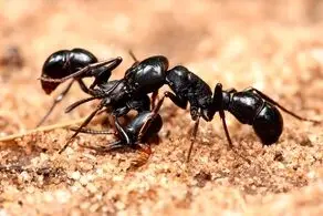 از چشمان این دختر مورچه بیرون می آید!