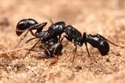 از چشمان این دختر بچه بیچاره مورچه مرده بیرون می آید!

