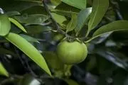 میوه این درخت خطر مرگ دارد!/ دانش آموزانی که قربانی شدند