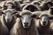 تولد ترسناک یک توله سگ از این گوسفند+ عکس
