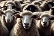 تولد ترسناک یک توله سگ از این گوسفند+ عکس