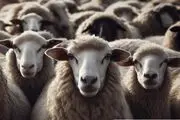 تولد ترسناک یک توله سگ از این گوسفند+ عکس