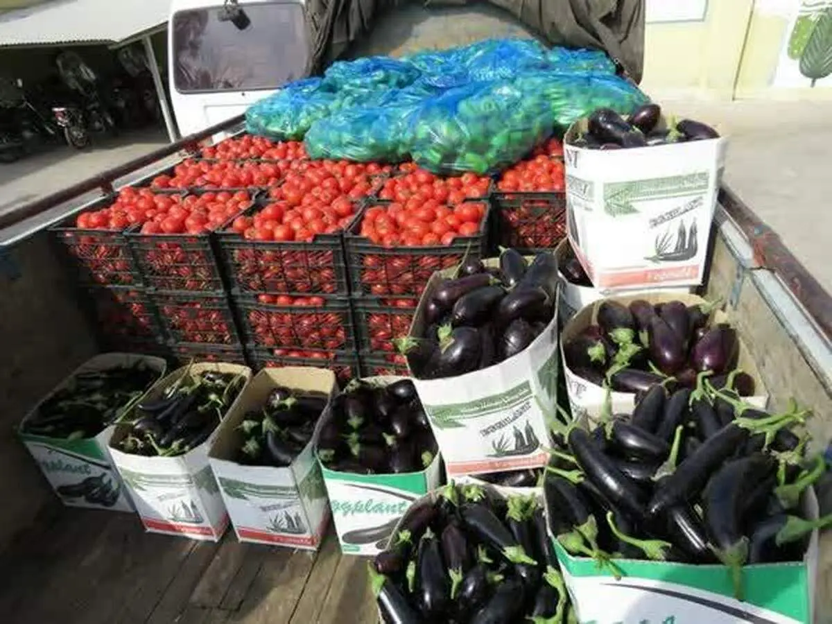 کشف بادمجان تریاکی در قم!

