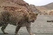 پلنگی در فیروزکوه سگ بلاصاحب را به دندان گرفت و برد!+ فیلم
