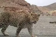 مرگ یکی از ۳ توله یوزپلنگ ایرانی تازه متولد شده!