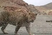 نجات توله‌پلنگ سرگردان با شیشه‌ی پلاستیکی روی سرش+عکس
