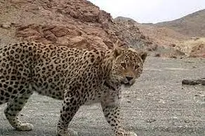 انتقال پلنگ زخمی برای درمان