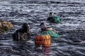 شغل بسیارعجیب زنان یک جزیره
