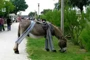 خرها در این روستای عجیب پیژامه می‌پوشند!+ عکس الاغ‌ها