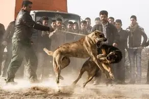 دعوای سگ‌ها جان کودک 8 ساله را گرفت!