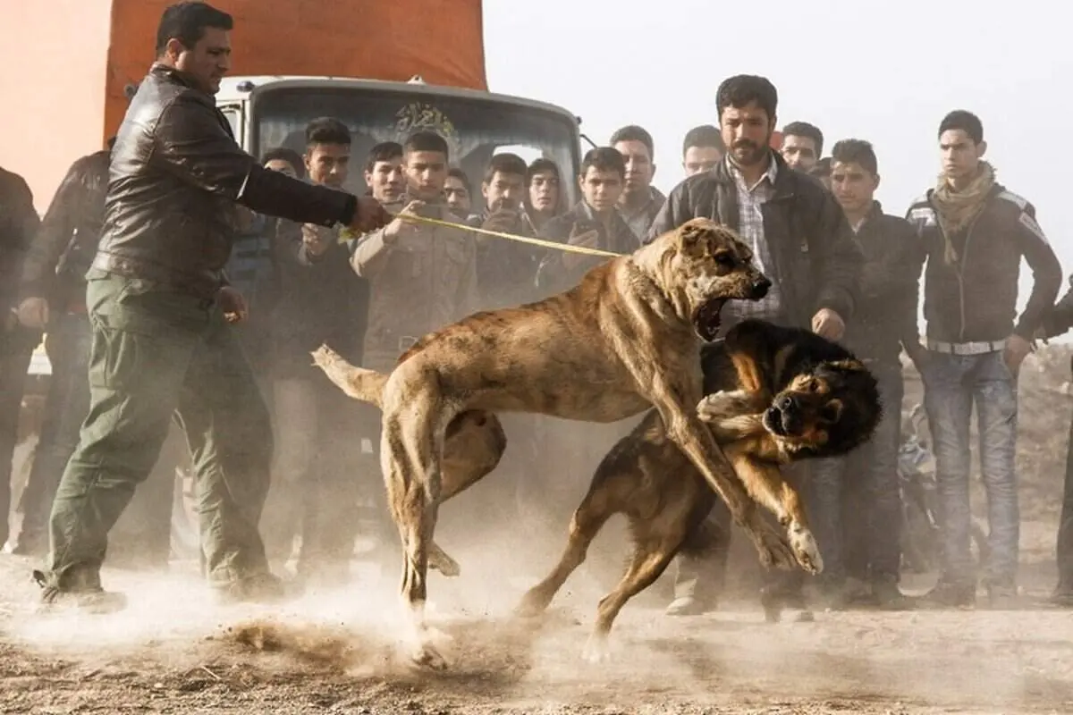دعوای سگ‌ها جان کودک 8 ساله را گرفت!