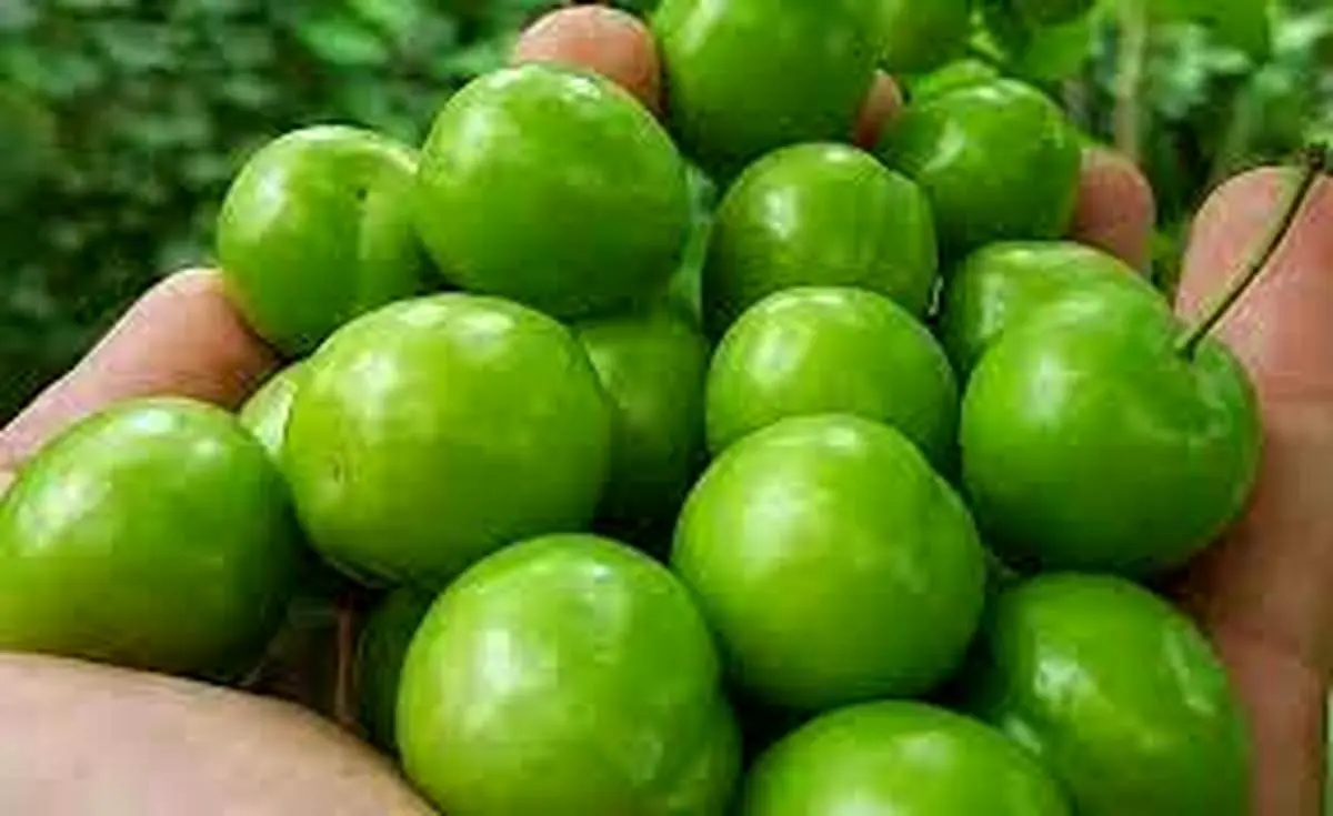 ماجرای گوجه سبز 4 میلیون تومانی چیست؟+ جزییات