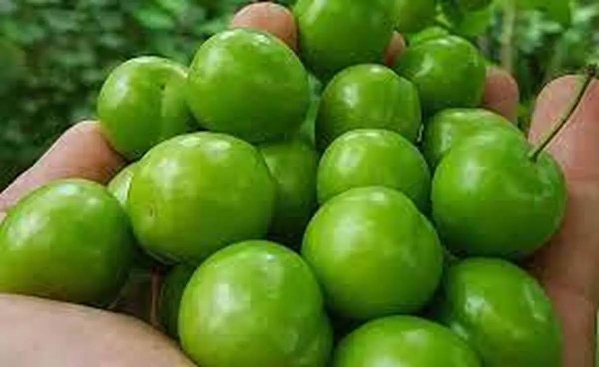 ماجرای گوجه سبز 4 میلیون تومانی چیست؟+ جزییات