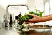 اگر می خواهید بیمار نشوید سبزی را اینگونه را بشویید