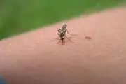 پشه‌ها عاشق این گروه خونی هستند
