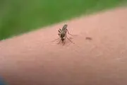پشه‌ها عاشق این گروه خونی هستند