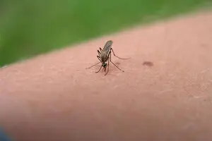 پشه‌ها عاشق این گروه خونی هستند