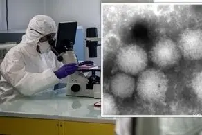 ظهور یک ویروسی جدید در ژاپن
