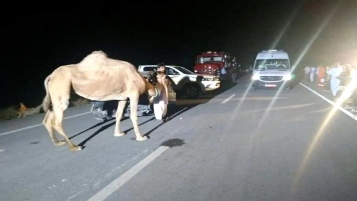 شتر عامل مصدوم شدن ۸ نفر در تصادف زنجیره‌ای