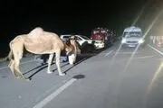 شتر عامل مصدوم شدن ۸ نفر در تصادف زنجیره‌ای