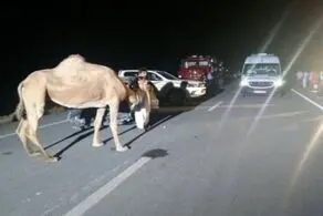 شتر عامل مصدوم شدن ۸ نفر در تصادف زنجیره‌ای