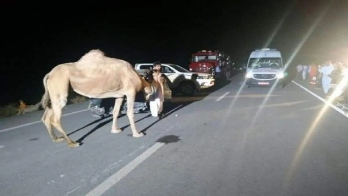 شتر عامل مصدوم شدن ۸ نفر در تصادف زنجیره‌ای