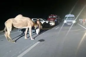شتر عامل مصدوم شدن ۸ نفر در تصادف زنجیره‌ای