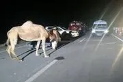 شتر عامل مصدوم شدن ۸ نفر در تصادف زنجیره‌ای