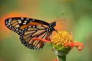پروانه وحشتناکی که شبیه جغد است/ عکس