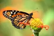 پروانه وحشتناکی که شبیه جغد است/ عکس