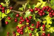 فواید باورنکردنی این میوه قرمز برای سلامتی