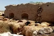 قیمت جدید دام زنده در بازار استان های مختلف اعلام شد/ گوسفند و گوساله چند شد؟+ جدول