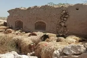 قیمت جدید دام زنده در بازار استان های مختلف اعلام شد/ گوسفند و گوساله چند شد؟+ جدول