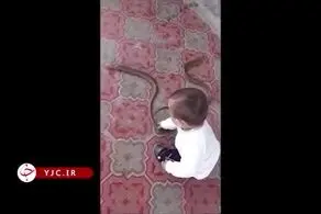 لحظه وحشتناک خفه کردن یک مار توسط کودک دو ساله + فیلم
