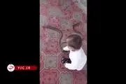 لحظه وحشتناک خفه کردن یک مار توسط کودک دو ساله + فیلم