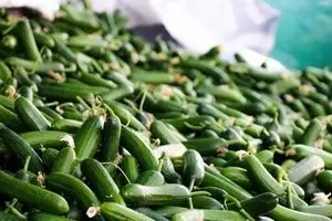 خیار کیلویی ۹۰ هزار تومان و کاهو ۵۰ هزار تومان شد!