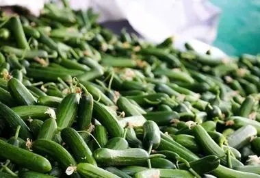 خیار کیلویی ۹۰ هزار تومان و کاهو ۵۰ هزار تومان شد!