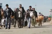 کاسبی جدید در ایران بعد از اخراج افغان‌ها
