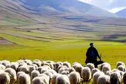 خلاقیت بامزه و جالب یک چوپان در تبدیل الاغ به ماشین حماسه ساز شد/ تصویر