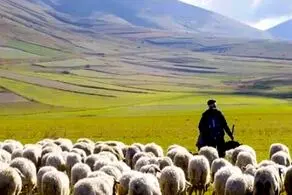 خلاقیت بامزه و جالب یک چوپان در تبدیل الاغ به ماشین حماسه ساز شد/ تصویر