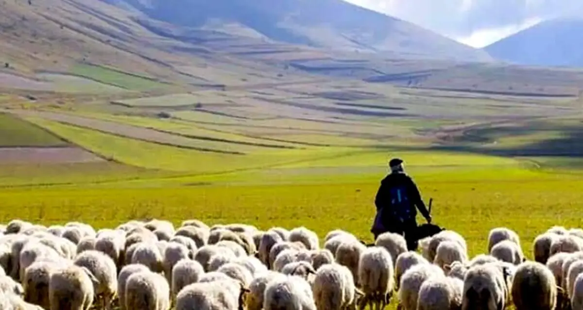 خلاقیت بامزه و جالب یک چوپان در تبدیل الاغ به ماشین حماسه ساز شد/ تصویر
