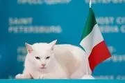 گربه معروف، قهرمان یورو را معرفی کرد!